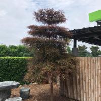 ราคา ต้นหูกระจงแดง แผ่บารมีแดงสวยย ไม้มงคล ไม้ประดับสวยงาม (10024805116)