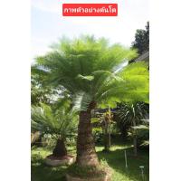 ราคา ต้นปรงเขาชะเมาปรงชะเมามะพร้าวสีดา ขนาด40 50ซม แบบชุด 2ต้น (24601314308)