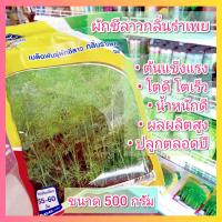 ราคา เมล็ดพันธุ์ผักชีลาว กลิ่นรำเพย เจียไต๋ ผักชีลาว (24210298417)