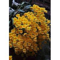 ราคา เอื้องผึ้ง (24462100581)