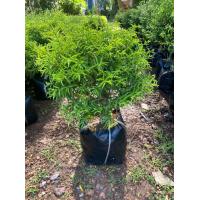 ราคา ต้นโมกเวียดนามแคระ นิยมทำไม้บอนไซ ไม้มงคล (4291120717)