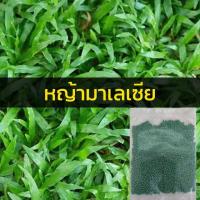 ราคา เมล็ดพันธุ์ เมล็ดหญ้า 1000 เมล็ด หญ้าเบอร์มิวด้า หญ้าญี่ปุ่น หญ้านวลน้อย หญ้ามาเลเซีย หญ้าไต้หวัน หญ้าพาสพาลั่ม grass seed (14622370820)