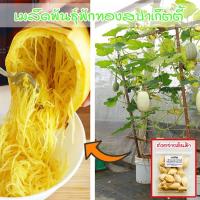 ราคา Spaghetti Squash ฟักทองสปาเก็ตตี้ 3 40 เมล็ด อัตรางอกดี ผลผลิตสูง ปลูกได้ทุกพื้นที่ ซื้อ 10 แถม 1 คละได้ (22350705498)