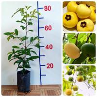 ราคา ต้นอินจัน อินจัน ต้นอิน ต้นจัน ชื่ออื่น จัน อิน จันอินจันโอ จันอิน จันลูกหอม จันท์ลูกหอม จันขาว ลูกจัน ลูกอิน จันอิน ลูกจันทน์ ลูกจันทร (21288449269)