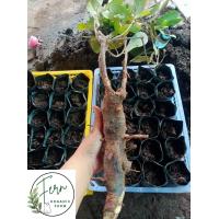 ราคา ต้นพันธุ์สมุนไพรโลดทะนงแดง นางแซงขุดสดจำนวน1ต้นติดรากพร้อมลงปลูก (24869762980)