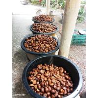 ราคา เมล็ดทุเรียนป่า เมล็ดใหม่ของปีนี้ จำนวน2กิโลกรัม (24695781168)