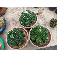 ราคา อิรุซามุแคคตัส ดอกสีชมพูน่ารัก แม่พันธุ์ กระถาง9 10นิ้วใหญ่ๆ (24831235481)