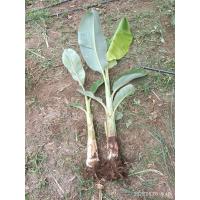 ราคา หน่อกล้วยน้ำว้าเตี้ยพระราชทาน (24696915091)