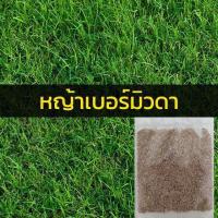 ราคา เมล็ดหญ้า เมล็ดพันธุ์ 1000 เมล็ด หญ้าเบอร์มิวด้า หญ้าญี่ปุ่น หญ้านวลน้อย หญ้ามาเลเซีย หญ้าไต้หวัน หญ้าพาสพาลั่ม (18238509887)
