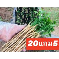 ราคา ต้นกล้าผักหวานป่า ยอดเหลือง รากอวบสมบูรณ์ พร้อมลงปลูก 25ต้น (24653821616)