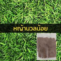 ราคา เมล็ดหญ้า เมล็ดพันธุ์ 1000 เมล็ด หญ้าเบอร์มิวด้า หญ้าญี่ปุ่น หญ้านวลน้อย หญ้ามาเลเซีย หญ้าไต้หวัน หญ้าพาสพาลั่ม (18238509882)
