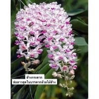 ราคา กล้วยไม้สกุลช้างที่ช่อยาวที่สุด กล้วยไม้ช้างกระตาก (19421593259)