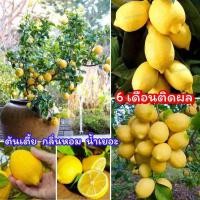 ราคา ต้นเลมอนยูเรก้า ผลกลิ่นหอมมากมีวิตามินทุกชนิด สูง 70 80ซ ม แบบตอนกิ่ง (24731424655)