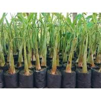 ราคา หน่อกล้วยน้ำว้าพันธุ์เตี้ย ต้นกล้วยพร้อมปลูก แท้ ให้ผลผลิตสูง เครือใหญ่ น้ำหนักเครือมากกว่า 30 กิโลกรัม หวาน อร่อย (2193258900)