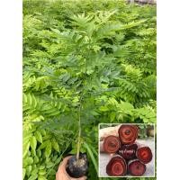 ราคา ต้นกล้าพยุงไหหลำ ไม้ฮวงหัวลี่ 1 ชุด 10 ต้น ไม้เศรษฐกิจราคาดี ควรปลูกไว้ ถุงเพาะ 2 ต้นกล้าแข็งแรง พร้อมปลูก (24584252733)