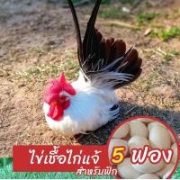 ราคา ไข่เชื้อไก่แจ้ 5 ฟอง สำหรับฟัก พ่อแม่พันธุ์ฟอร์มสวยสีสันสวยงามขาสั้น (24610700161)
