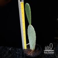 ราคา ขายใบตัดสด โอพันเทียกินใบและผล ไม่ใช่ใบเสมา Opuntia ficus indica ผลสีส้มอิสราเอล ใบแก่ใบใหญ่ พร้อมชำ แคคตัส กระบองเพชรกินผล ตะบองเพชรกินผล กระบองเพชรกินได้ ตะบองเพชรกินได้ สวย สวยๆ แคคตัสสวยๆ cactus (