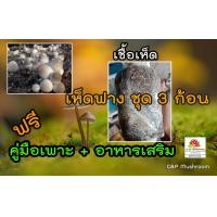 ราคา เชื้อเห็ดฟาง ชุด 3 ก้อน พร้อมคู่มือ และอาหารเสริม (772364119)