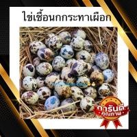 ราคา ไข่เชื้อนกกระทาเผือกจำนวน 20 ฟอง (7174870461)