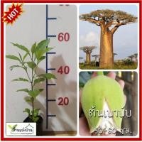 ราคา ต้นเบาบับ เบาบับ ขนมปังลิง ต้นไม้กลับหัว ต้นมหาสมบัติ ต้นไม้แห่งชีวิต (25005662276)