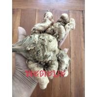 ราคา ว่านพะตะบะ ครึ่ง1กก ให้เลือก ขับไล่สิ่งไม่ดี สมุนไพร ว่านพระตะบะ ว่านพระยาตะบะ พะตะบะ ไม้มงคล (17203140339)