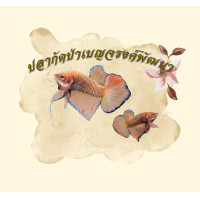 ราคา ปลากัดป่า เบญจรงค์พัฒนา (24985344963)