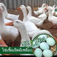 ราคา ไข่เชื้อเป็ดอีเหลียง 5 ฟอง สำหรับฟัก ไข่ดก ไข่โต ทนโรค (22092769157)
