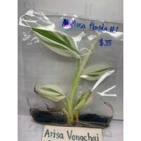 ราคา Musa Florida เนื้อเยื่อกล้วยด่างฟลอริด้า (24461064071)