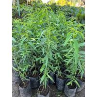 ราคา ต้นพีชหรือต้นลูกท้อ คัดสวยๆ (21173230401)