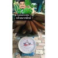 ราคา กล้วยนากยักษ์ หน่อกล้วยนากยักษ์ (21204818476)