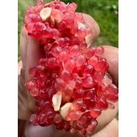 ราคา ต้นมะนาวคาเวียร์ มะนาวนิ้วมือ สีแดง มะนาวเนื้อเป็นเม็ด ๆ คล้ายถุงน้ำ หรือไข่ปลาชื่อดัง (16555201547)