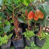 ราคา ต้น ละมุดสีดา พร้อมปลูก คัดสวยๆทุกต้น (22282070158)