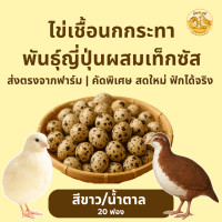 ราคา ไข่เชื้อนกกระทา 20 ฟอง สายพันธุ์ลูกผสมเท็กซัส นำไปฟักในตู้ฟักไข่ (24800245497)