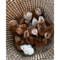 ราคา ไข่เชื้อไก่ไข่ ชุด 5 ฟอง (11310705114)