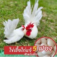 ราคา ไจ่เชื้อไก่แจ้ขาวขาสั้น 5 ฟอง สำหรับฟัก (24607958075)