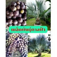 ราคา เมล็ดพันธุ์ ต้นตาลฟ้า Bismarck palm 1 ชุด 3 0 เมล็ด เป็นเมล็ดใหม่ของปีนี้ 2567 (16488157387)