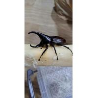 ราคา กว่างชน ด้วงกว่าง ด้วงแมลง สัตว์เลี้ยงขนาดเล็ก คละทรง (24738169492)