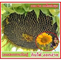 ราคา เมล็ดทานตะวันยักษ์สำหรับปลูก เก็บเกี่ยวเมล็ดกินได้ สวยงามดอกสีส้มเข้ม 100 เมล็ดต่อชุด ดอกใหญ่12 20cm รับประกันการงอก (23812496367)