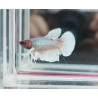 ราคา ปลากัด HM หูช้าง สวยงาม หญิง คละสี (10754273723)