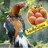 ราคา ไข่เชื้อ ไก่ชน 5 ฟอง สำหรับฟัก (24584151145)