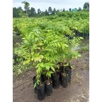 ราคา ต้นพยุงไหหลำ ชุด4ต้น 159 พยุงไหหลำ พยุงเวียดนาม หรือที่คนจีนเรียกว่าไม้ฮวงหัวลี่ เป็นไม้ที่มีราคาสูง ไม้เนื้อแข็ง ลายไม้สวย (21440855682)