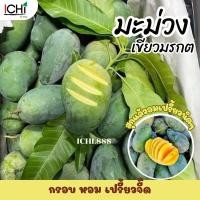 ราคา มะม่วงเขียวมรกต ขายเป็นโล (22311996623)