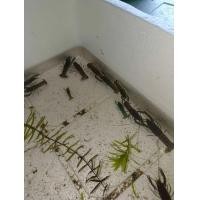 ราคา อาหาร ลูกกุ้งก้ามแดงสำหรับทดลองเลี้ยง10ตัว (24495302742)