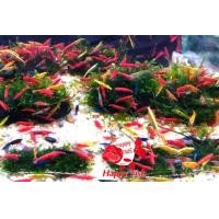 ราคา Dwarf Shrimp อาหารสำหรับกุ้งแคระ กุ้งแคระ เลือกสีได้ size XL เกรดเอ อาหารเสริมสร้างสุขภาพกุ้งแคระ (24504833874)