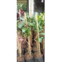 ราคา ต้นส้มเลือด ส้มสีเลือด แบบเสียบยอด (20400684604)