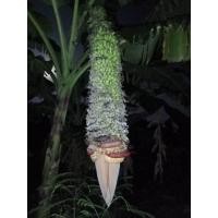 ราคา กล้วย ร้อย หวี (15454915716)