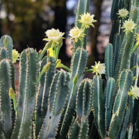 ราคา กระบองเพชร คอนโดนางฟ้า ขนาด50 150cm ปราสาทนางฟ้า ตอคอนโดนางฟ้า ต้นคอนโดนางฟ้า Cactus แคคตัส กระบองเพชร คอนโดนางฟ้ายักษ์ แต่งคาเฟ่ แต่งร้าน ต้นไม้กำแพง มินิมอล (24574053551)