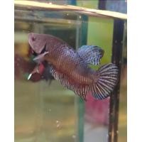 ราคา ปลากัดอินโด รอยเล็ก ผลงานดี (18806756367)