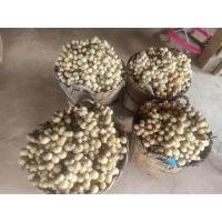 ราคา ลางสาดแก่จัด เก็บสด ใหม่จากสวน ของแท้เมืองลับแล หวาน นุ่ม ละมุนลิ้น (24915736732)