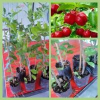 ราคา ต้นเชอรี่ไทย กิ่งตอน ผลดก ต้นสูง 70 100 ซม Acerola cherry (15211060821)